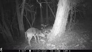 Maurepas swamp trail cam videos [upl. by Shem]