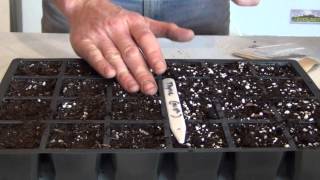 Sowing Chamomile Seeds [upl. by Viradis506]