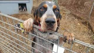 Hungry Howling BluetickBeagle mix puppies at 4 weeks [upl. by Notlaw]