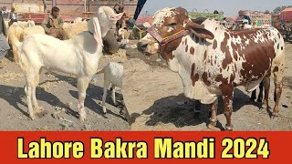 rajanpuri Bakre  sahiwal cholisthani bachre  Bakra Eid 2024  Lahore shahpur kanjra mandi [upl. by Annabal97]