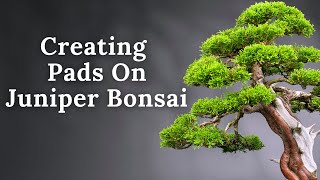 How To Create A Juniper Bonsai Pad [upl. by Reiss]