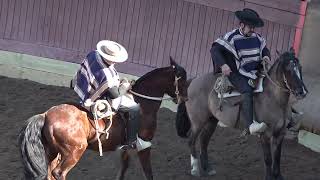 Rodeo criadores Champion segundo animal 25 08 2024 [upl. by Jadd]