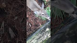 Oh deer Brevard Zoo Florida [upl. by Omora]