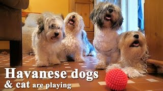 Havanese dogs and funny cat are playing together [upl. by Lashoh]