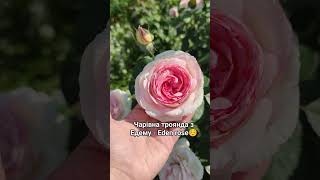 Pierre de Ronsard Eden rose посадка весною цього року [upl. by Tyrrell]