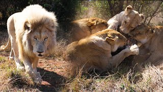 Can Our LIONS Catch Their Own Food  The Lion Whisperer [upl. by Sapienza]