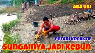 Menanam ubi jalar di sungai kering saat kemarau panjang [upl. by Kalb982]