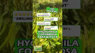 ⭐️⭐️⭐️⭐️⭐️ Customer Reviews  HYGROPHILA CORYMBOSA PARAWITOTA RUGGED [upl. by Haeckel753]