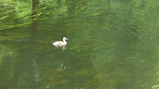 A little lost duckling gets chased away [upl. by Brit102]