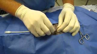 Chest tube placement in a dog  pneumothorax [upl. by Steen376]