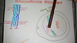 Cromossomos homólogos e células diploides [upl. by Eiramik242]