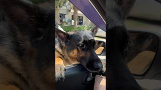 trending germanshepherd reelsshorts cute pets tiktok viralvideo viralreels shortsvideo [upl. by Accem]