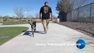 1 YO CATAHOULALAB MIX 2 WEEK BOARD amp TRAIN PROGRAM [upl. by Hurlbut88]