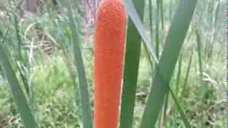 Typha  Papura  Bulrush  Cattail  cumbungi  reedmace  raupo HD 01 [upl. by Miller]