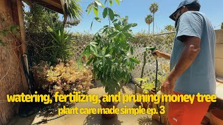 plant care made SIMPLE  watering fertilizing and pruning Money Tree [upl. by Rae]