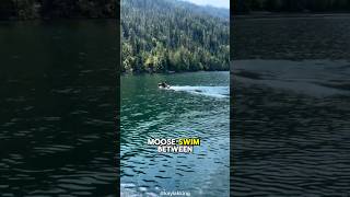 Orcas Hunting Moose An Unbelievable Yet True Phenomenon [upl. by Skantze]