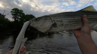 Gaston To The Triangle Top Water stripers Roanoke river Striper fishing Weldon boat ramp Rockfish [upl. by Osyth]