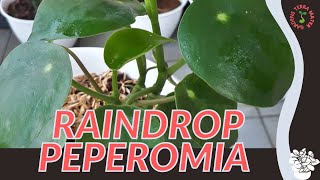 RAINDROP PEPEROMIA Information amp Growing Tips Peperomia polybotrya [upl. by Ainak]