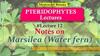 Lecture 12  Marsilea Water fern Life Cycle  Pteridophyta Lecture Notes [upl. by Aicenaj]