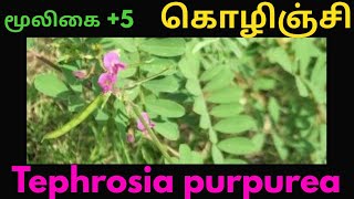 கொழுஞ்சிkozhunchiTephrosia purpurea herbal plant [upl. by Macleod]