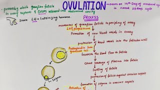 Ovulation  Easy Flowchart  Physiology [upl. by Eikciv]