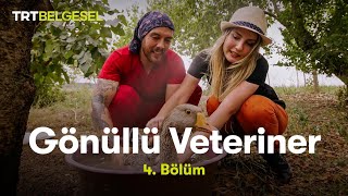 Gönüllü Veteriner  4 Bölüm  TRT Belgesel [upl. by Courtenay]