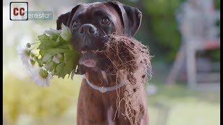 Top 20 dogs funny commercials [upl. by Haelam]