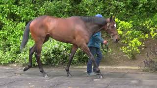 Lot 50 Tattersalls Ireland Breeze Up [upl. by Annaehs]