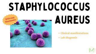 Staphylococcus aureus  Clinical Manifestations and Lab Diagnosis  Microbiology  Medinare [upl. by Rakel]