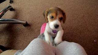 Beagle pup doing the famous head tilt to me whistling  10 weeks old [upl. by Joub122]