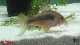 How to Care for Corydoras Eggs and fry [upl. by Atiuqahc162]