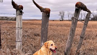 The Other Side  SD Public Land Pheasant Hunting LIMIT [upl. by Harli]