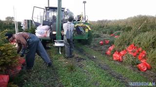 Brinkman Nordmann Kerstbomen Verpakken [upl. by Airitak]