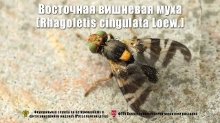 Восточная вишневая муха Rhagoletis cingulata Loew [upl. by Servetnick]