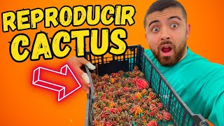 COMO reproducir CACTUS FOSFORESCENTES O 😮video 830 [upl. by Chasse640]