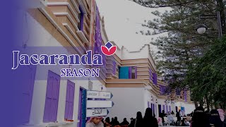 Exclusive First Look at Visit Jacaranda Season in Abha City [upl. by Alue]