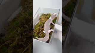 A Hide That Every Gecko Parents Go Crazy For [upl. by Ed]