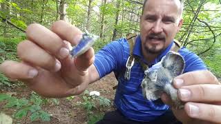 Indigo milk cap mushroom [upl. by Sevein]