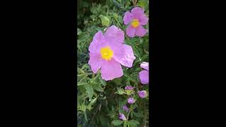 Organic Cistus creticus by tofillo [upl. by Moll]