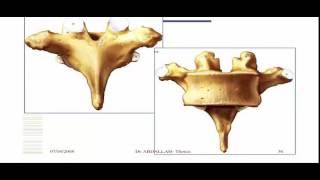 ANATOMIE DU CORPS HUMAIN LE THORAX [upl. by Aguste]