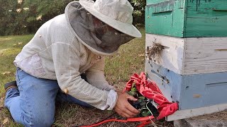 How I Make Healthy Winter Bees [upl. by Woodring]