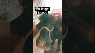 भैंस के रूपया 10000 shorts buffalo 1million 😱💪💪 [upl. by Ahsikad]