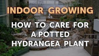 How to Care for a Potted Hydrangea Plant [upl. by Lancelot]