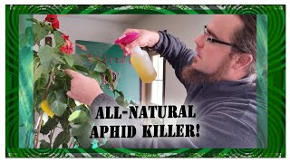 DIY All Natural Aphid Killer [upl. by Nawtna]