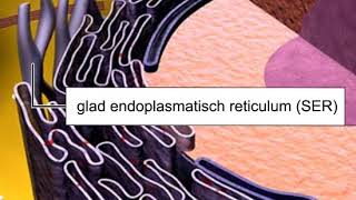 Endoplasmatisch reticulum 121 [upl. by Beaulieu]