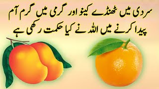 Why mangoes are in summer season and oranges in winter in pakistan  Benifits of mangoes and oranges [upl. by Harmony325]