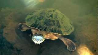 Tortuga de arroyo Phrynops williamsi [upl. by Bobinette950]