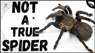 If Tarantulas Are NOT True Spiders Then What Are They [upl. by Christenson791]