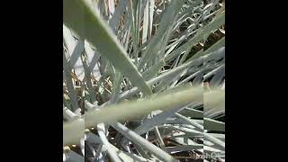 Blue Dune Grass [upl. by Esiom]