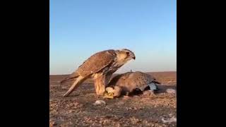 صقرالشاهينالصيدالحرعالم الصيدSFالبرالمقناص birdswildlife eaglenews [upl. by Carpio]